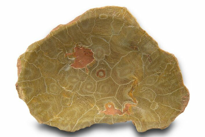 Polished Fossil Coral (Actinocyathus) Dish - Morocco #323042